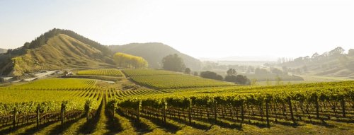 Chute Sauvignon Blanc 
