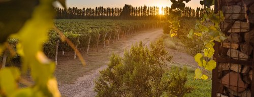 MALBEC - odroda vína, ktorá je opäť na výslní