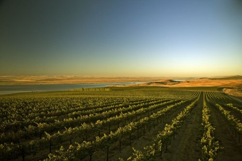 Chateau Ste.Michelle
