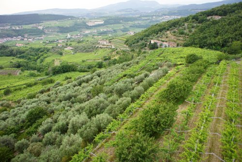 Cantina di Negrar