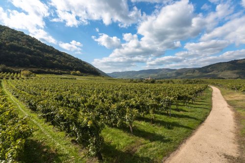 Weingut Frischengruber
