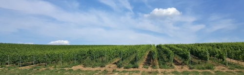 Winery header