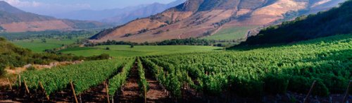 Winery header