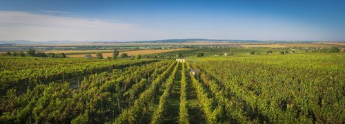 Winery header