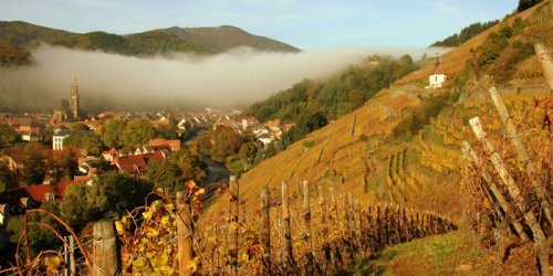 Winery header